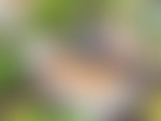 Veggies for All: basic vegetable growing skills workshop @ Tuross Nov 17th