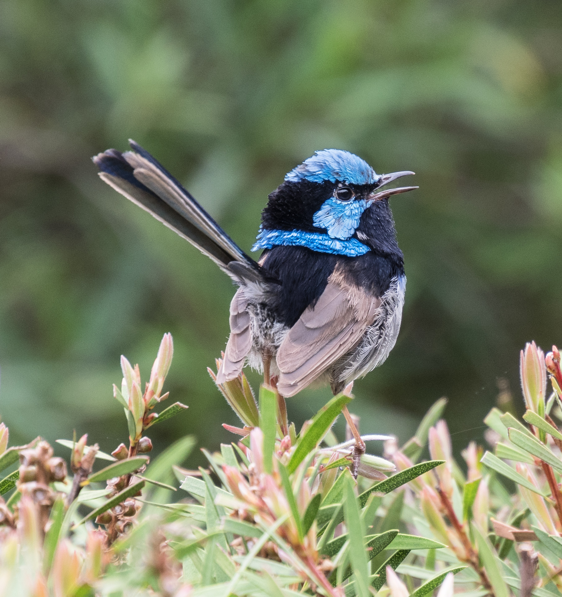 Beth Westra - Superb fairy Wren