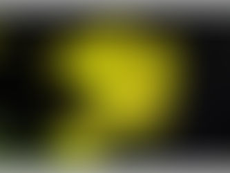 Orchids on Display in the Bay 19th and 20th July