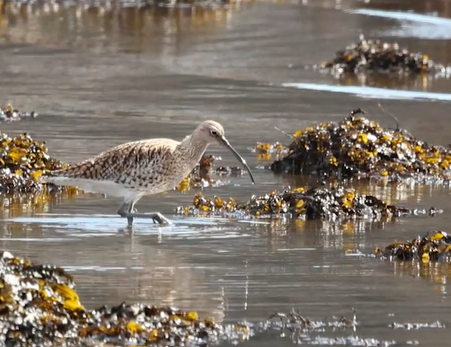 Mull's Magnificent Wildlife