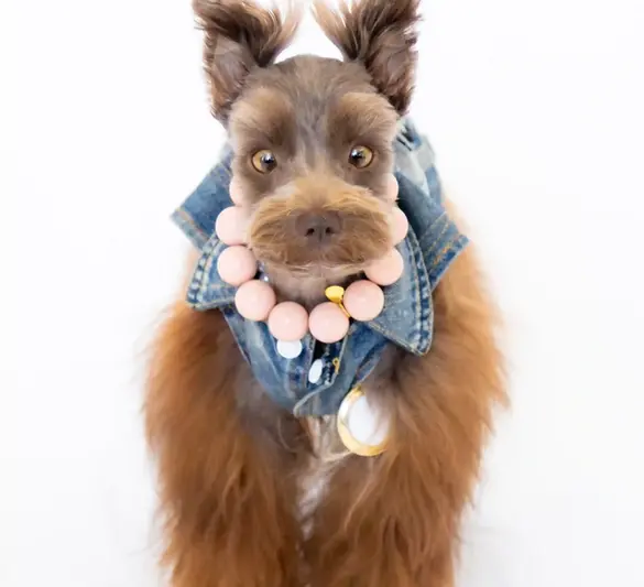 Pet Photography (6).webp