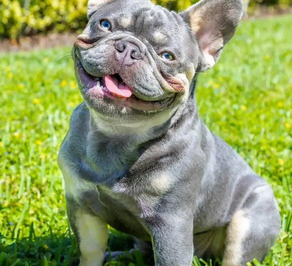 Pet Photography (17).webp