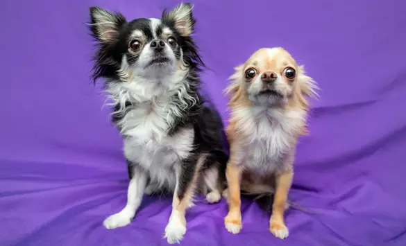 Pet Photography (9).webp