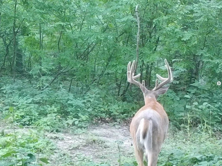 Tips for Effective Summer Trail Camera Strategies
