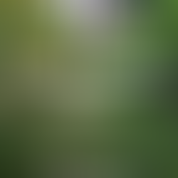 Roots to Canopy: Understanding the Growth and Development of Forests