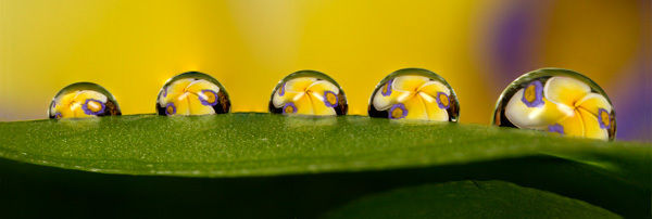 Water Drop Refraction on leaf
