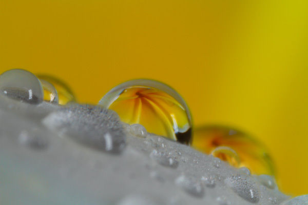 Water Droplet Macro