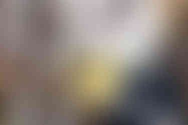 Trim Branches Near Fence Line