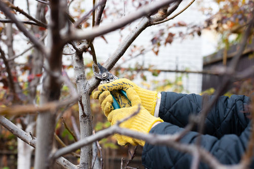 Trim Branches Near Fence Line