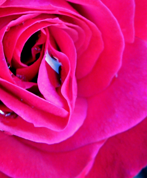 rose%2520w%2520droplets_edited_edited.png