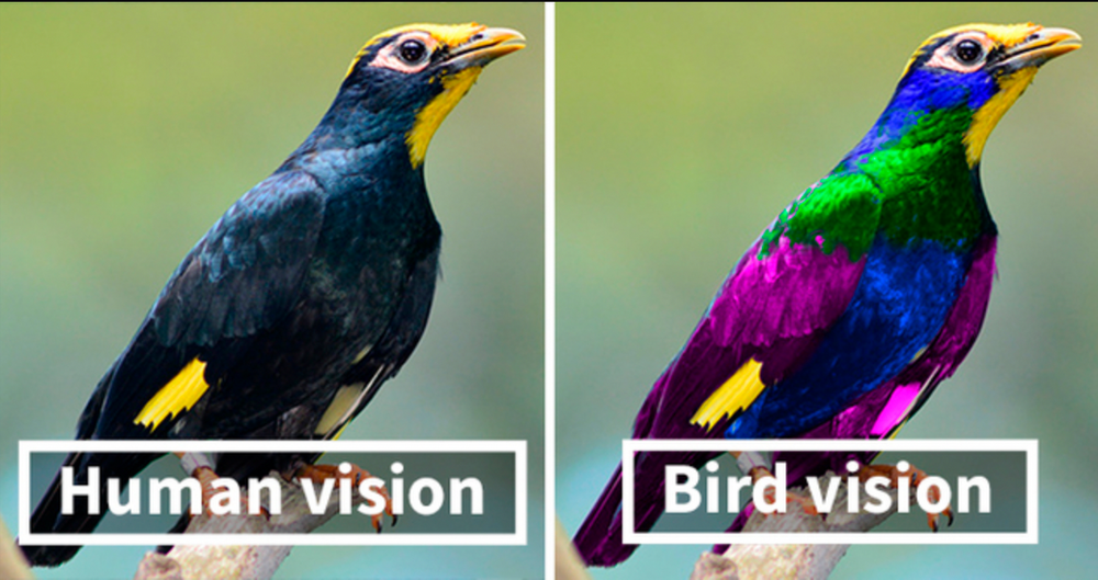 Bird Vision