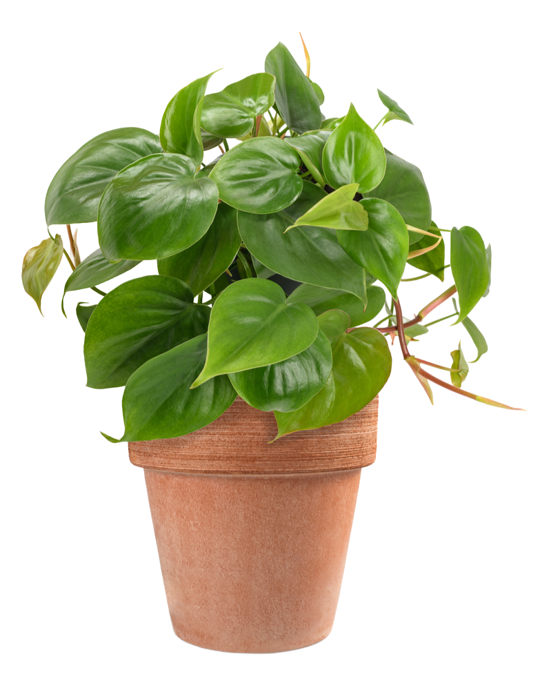 Zimmerpflanze Philodendron scandens in Tontopf