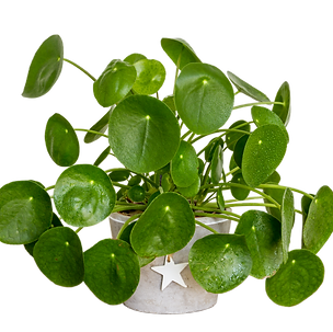 Bild von Zimmerpflanze