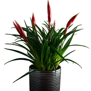 Bild von Zimmerpflanze