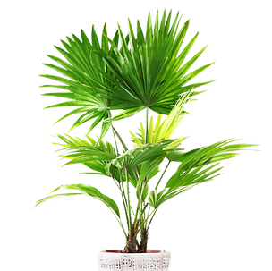 Bild von Zimmerpflanze