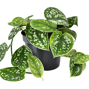 Bild von Zimmerpflanze