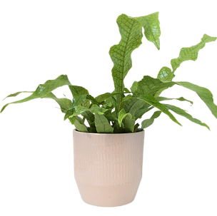 Bild von Zimmerpflanze