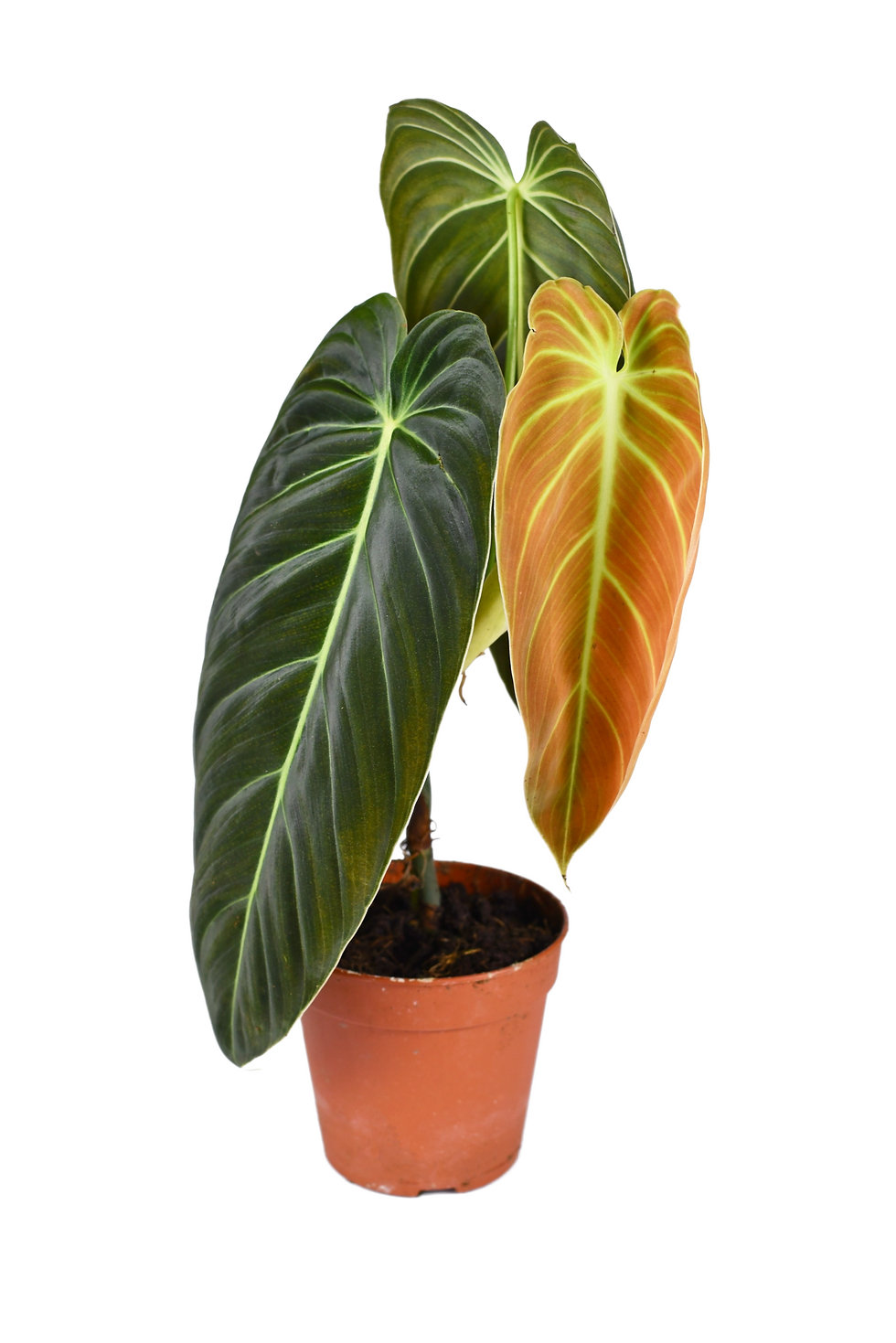 Zimmerpflanze Philodendron melanochrysum in Tontopf