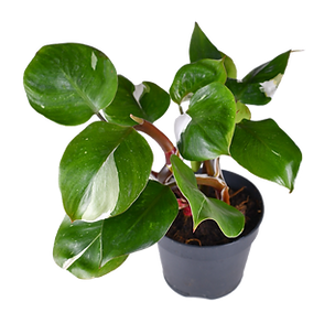 Bild von Zimmerpflanze