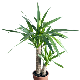 Bild von Zimmerpflanze