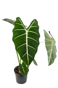 Alocasia micholitziana 'Frydek'