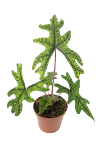 Alocasia tandurusa 'Jacklyn'