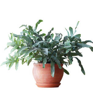 Bild von Zimmerpflanze