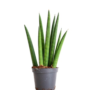 Bild von Zimmerpflanze