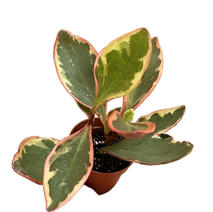 Bild von Zimmerpflanze