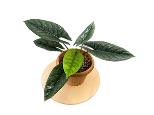 Alocasia scalprum