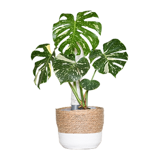 Bild von Zimmerpflanze