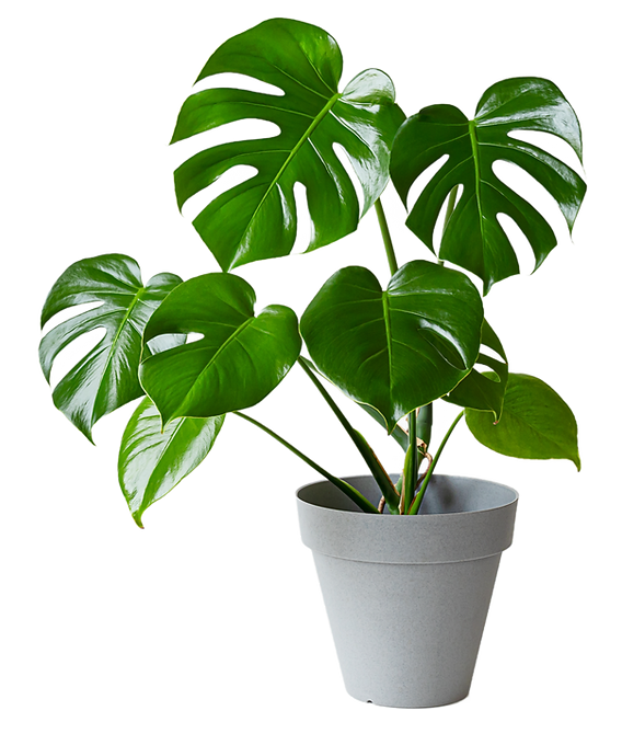 Zimmerpflanzen mit groen Blttern