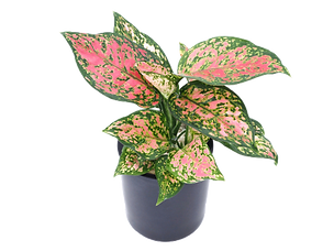 Aglaonema commutatum 'Red Valentine'