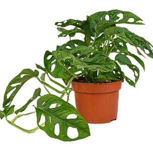 Bild von Zimmerpflanze