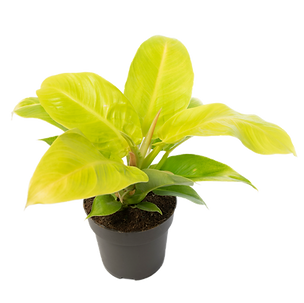 Bild von Zimmerpflanze