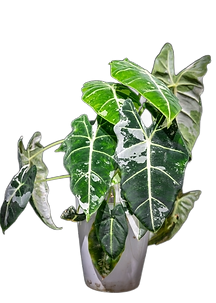 Alocasia micholitziana 'Frydek Variegata'