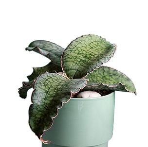 Bild von Zimmerpflanze