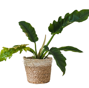 Bild von Zimmerpflanze