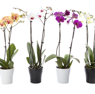 Bild von Zimmerpflanze