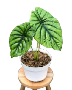 Alocasia clypeolata 'Green Shield'