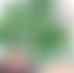 Monstera: Pflege, Standort und Tipps