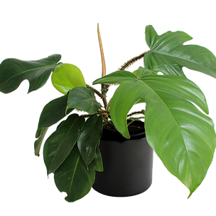 Bild von Zimmerpflanze