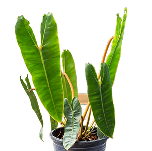 Bild von Zimmerpflanze