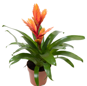 Bild von Zimmerpflanze