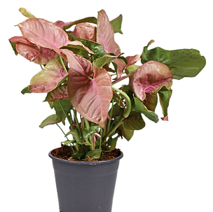 Bild von Zimmerpflanze