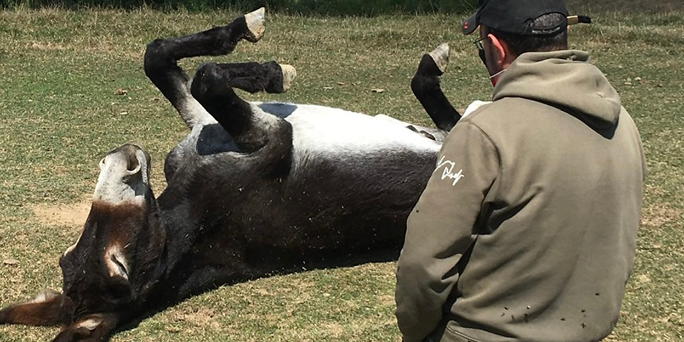 Yoga y caballos. Agosto