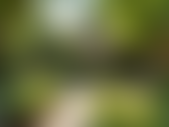 Essential Tips for Planning a Garden in the Austin Climate