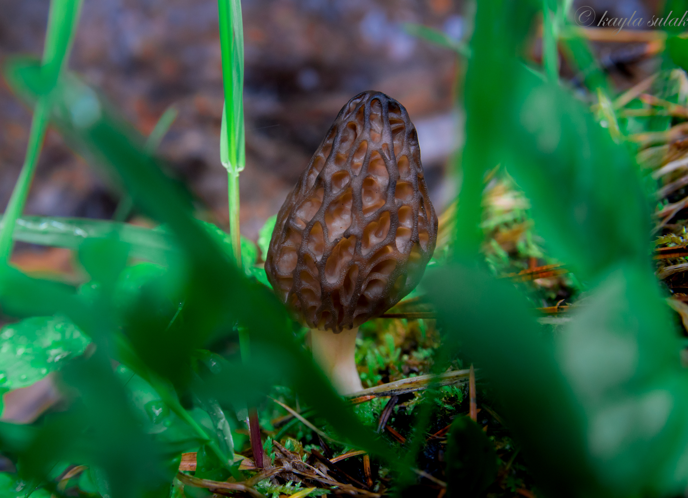 Black Morel Mushroom