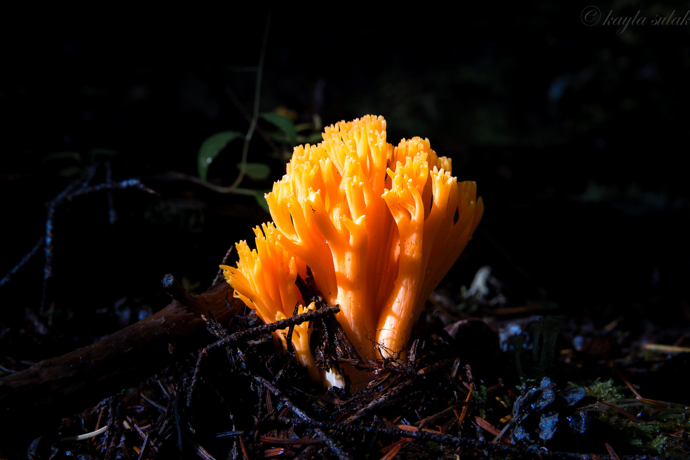 "Forest Coral"
