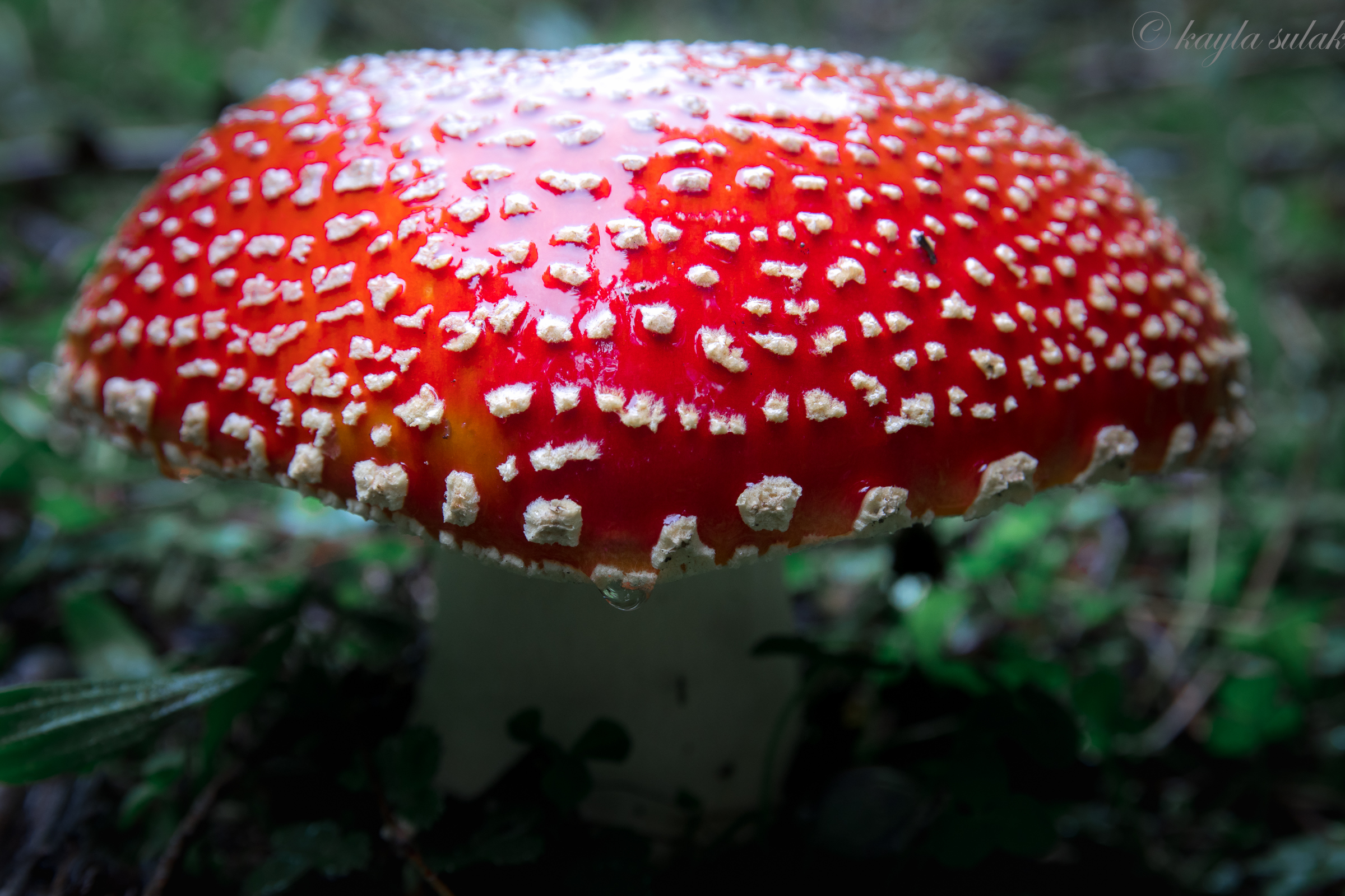 Amanita Muscaria